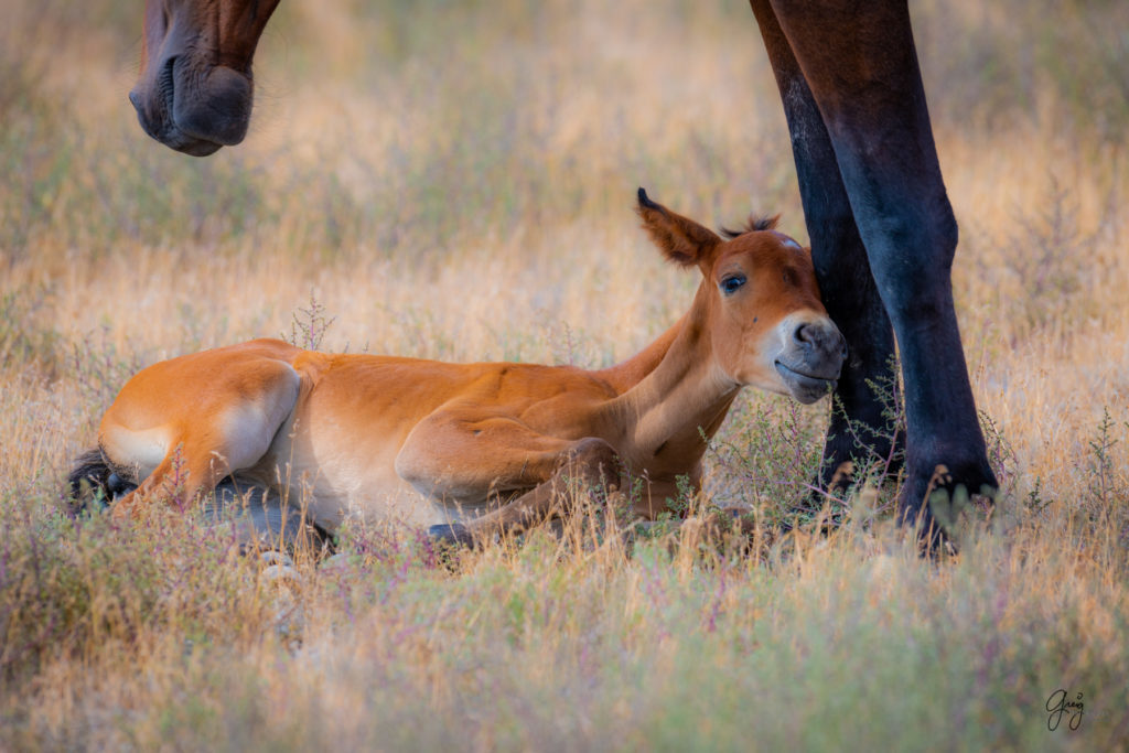 wild horse photography, wild horses, onaqui wild horses,