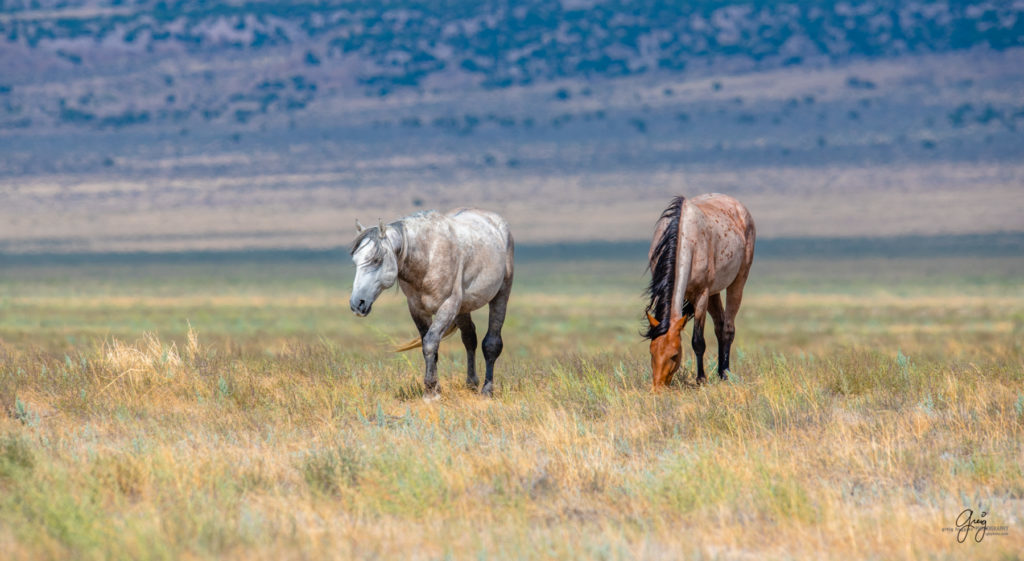 wild horse photography, wild horses, onaqui wild horses,