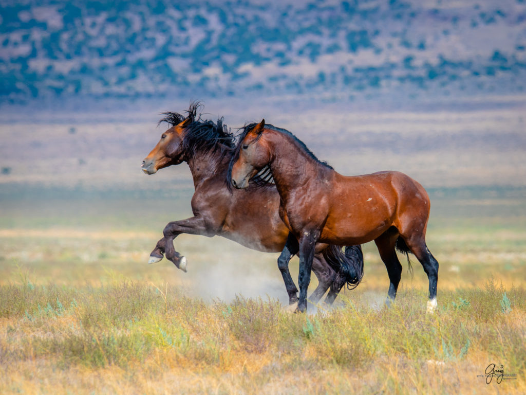 wild horse photography, wild horses, onaqui wild horses,