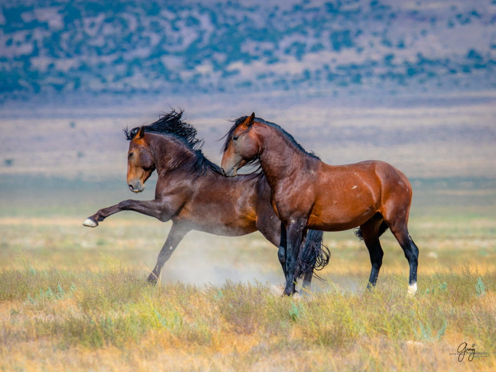 wild horse photography, wild horses, onaqui wild horses,