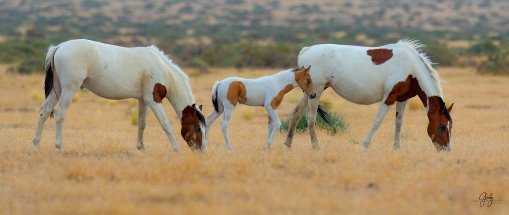 wild horse photography, wild horses, onaqui wild horses,