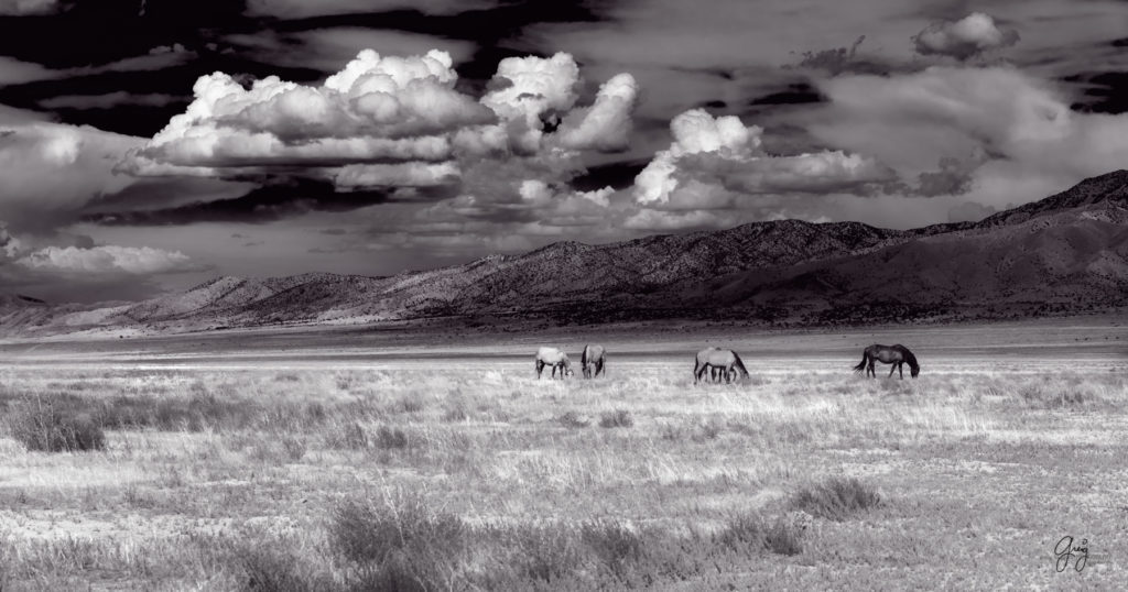 wild horse photography, wild horses, onaqui wild horses,