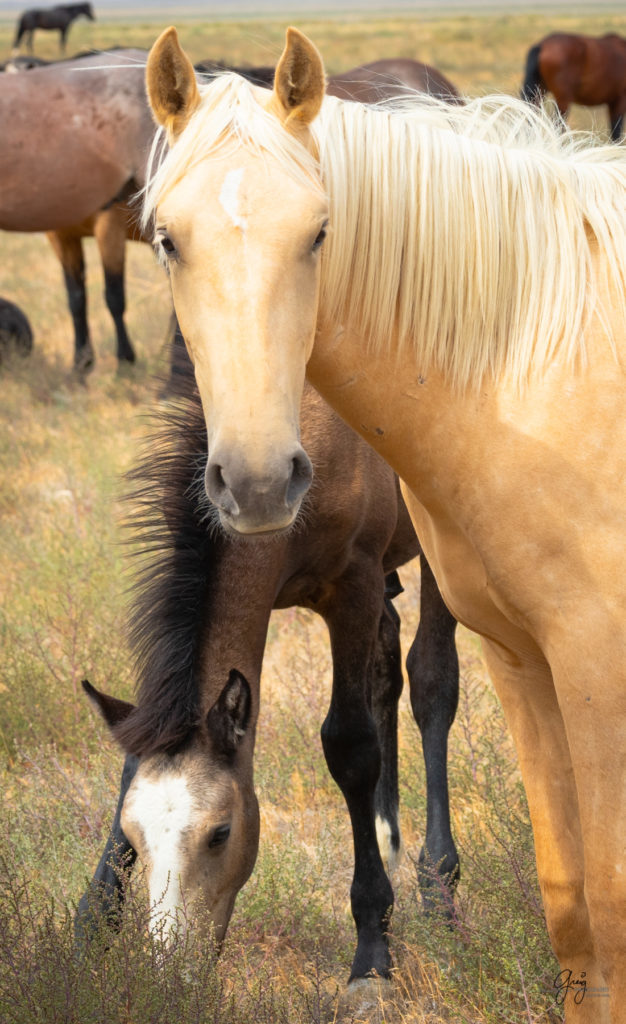 wild horse photography, wild horses, onaqui wild horses,
