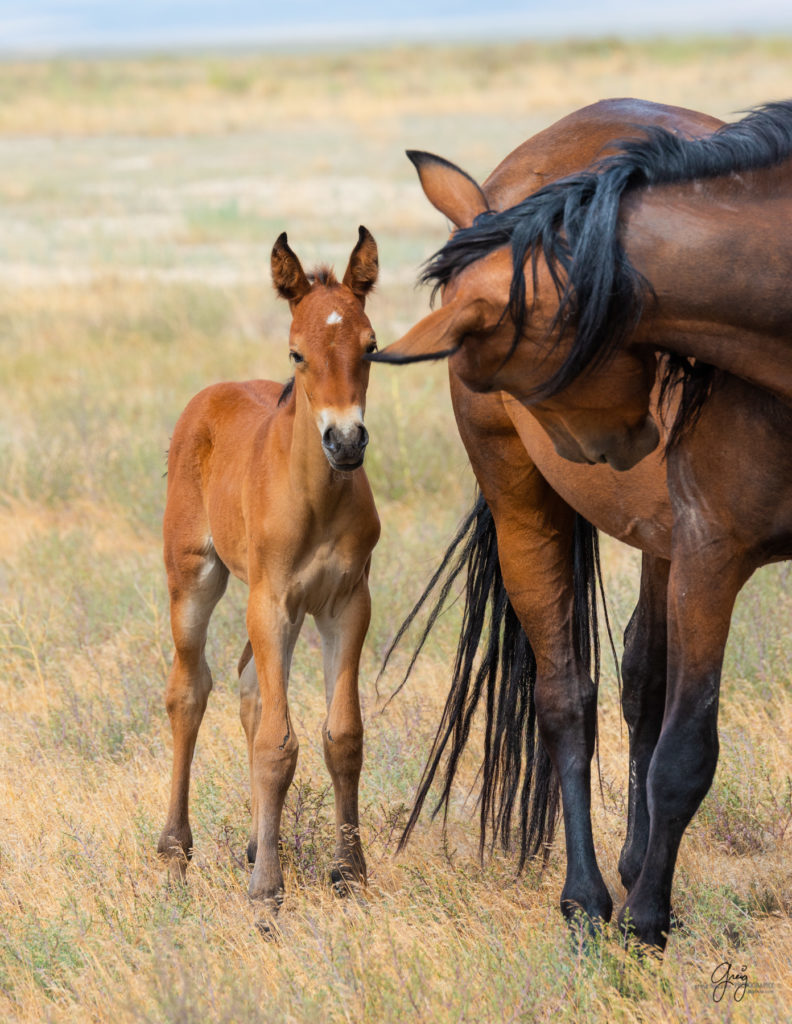 wild horse photography, wild horses, onaqui wild horses,