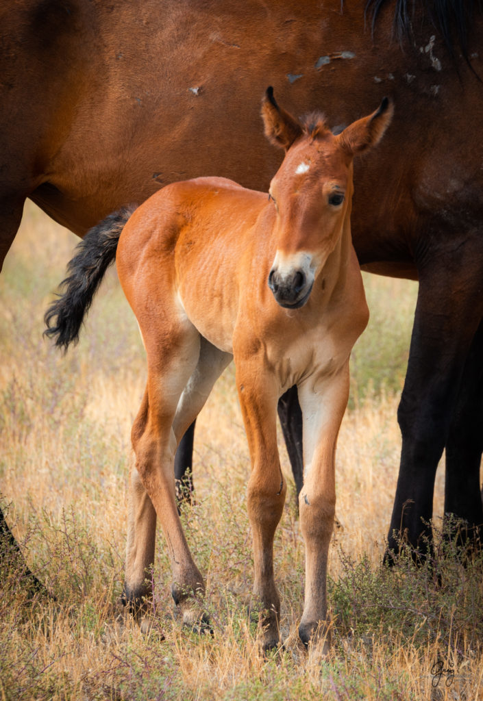 wild horse photography, wild horses, onaqui wild horses,