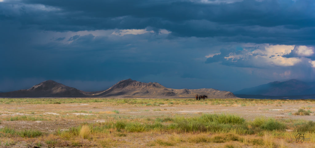 wild horse photography, wild horses, onaqui wild horses,