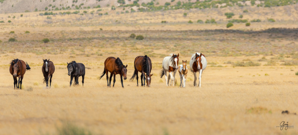 wild horse photography, wild horses, onaqui wild horses,