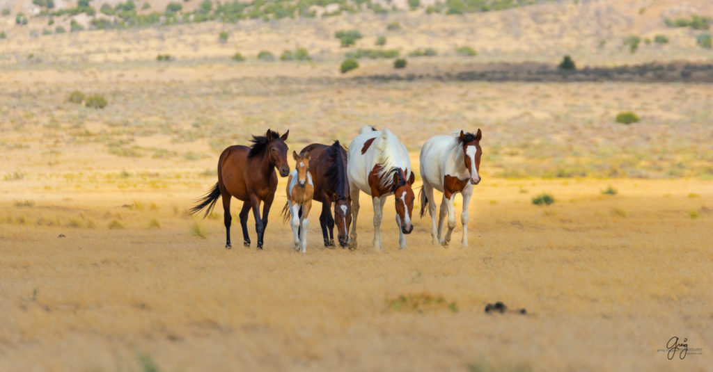 wild horse photography, wild horses, onaqui wild horses,