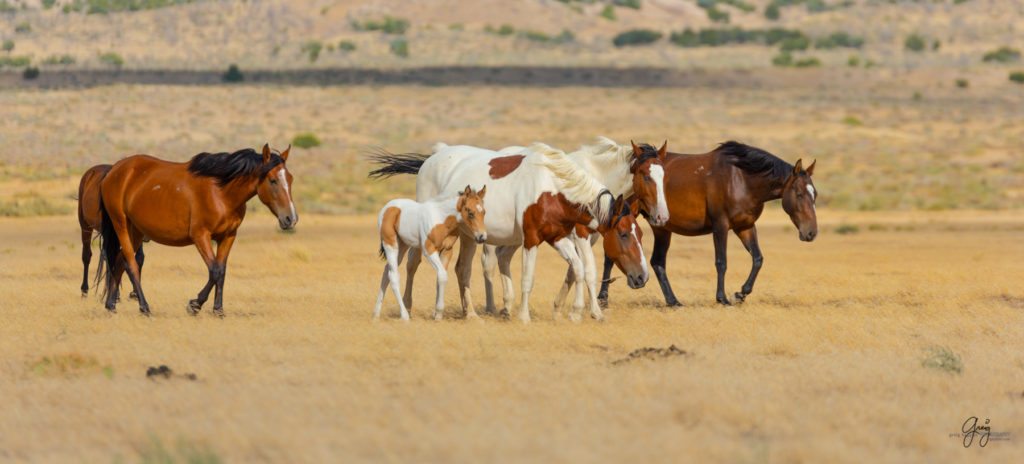 wild horse photography, wild horses, onaqui wild horses,