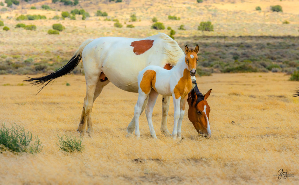 wild horse photography, wild horses, onaqui wild horses,