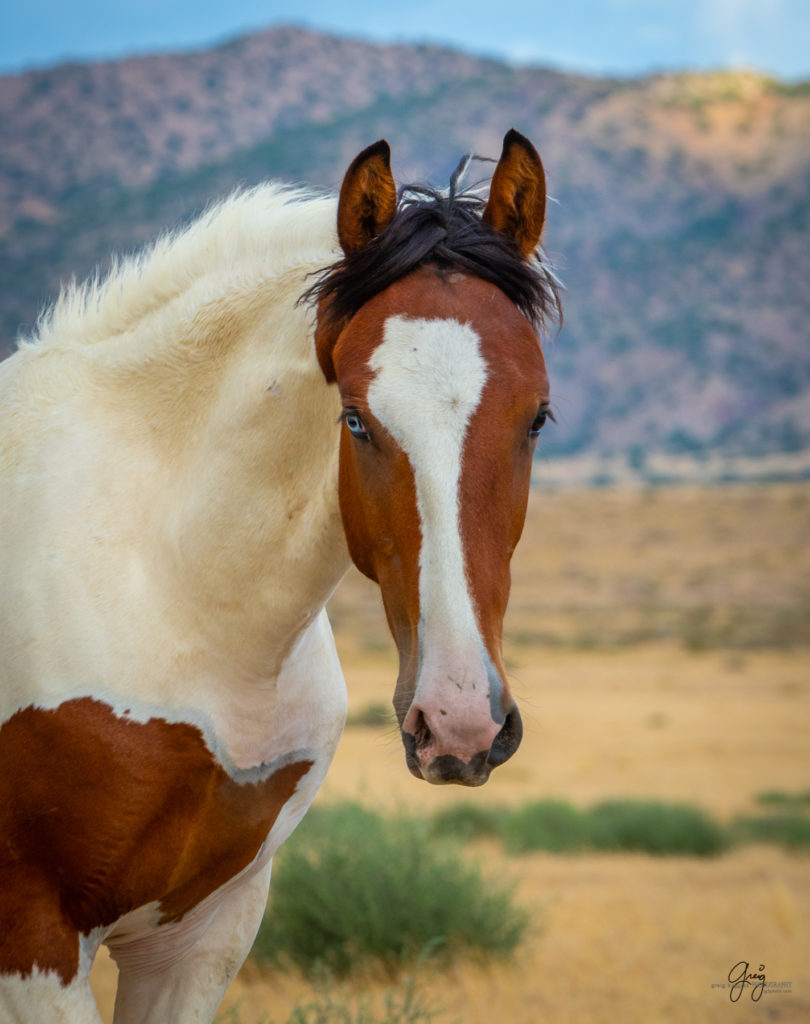 wild horse photography, wild horses, onaqui wild horses,