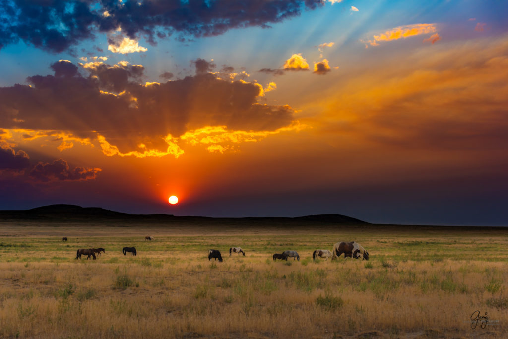 wild horse photography, wild horses, onaqui wild horses,