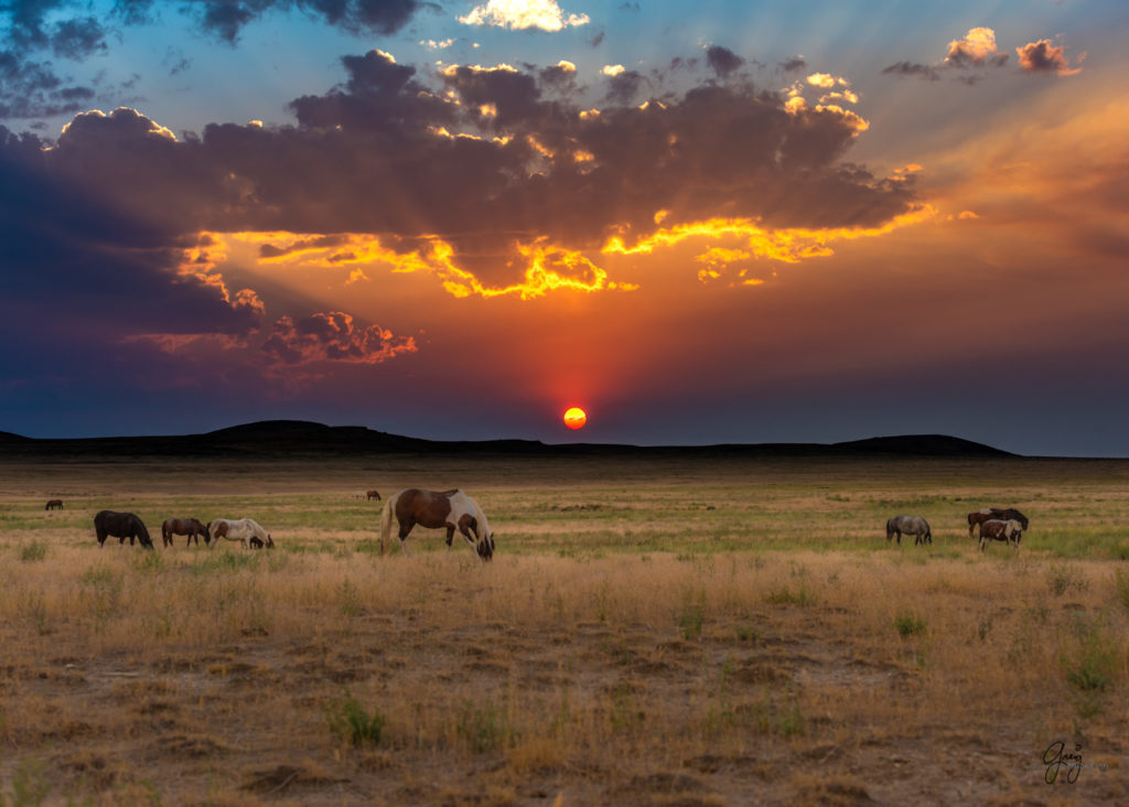 wild horse photography, wild horses, onaqui wild horses,