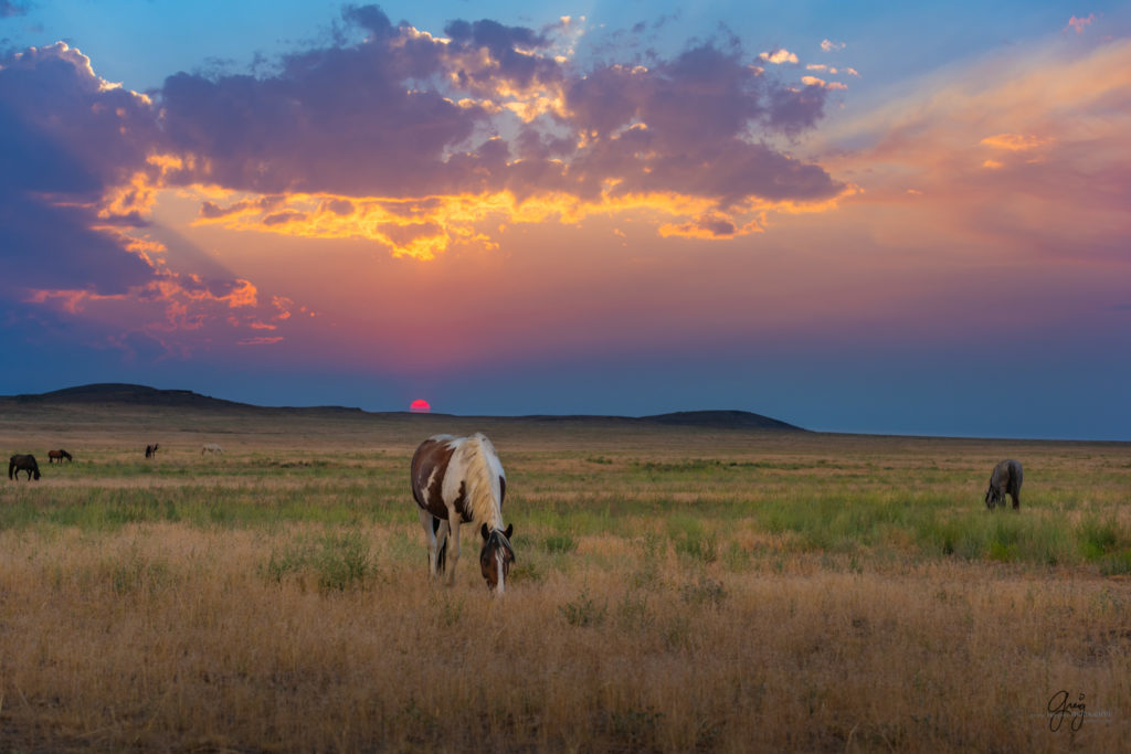 wild horse photography, wild horses, onaqui wild horses,