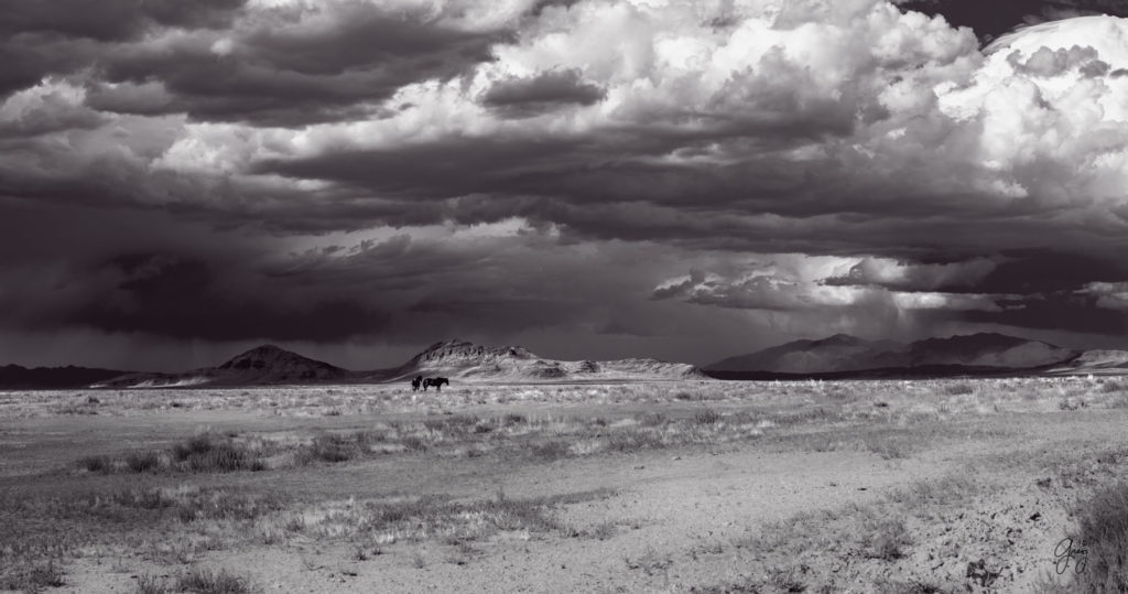 wild horse photography, wild horses, onaqui wild horses,