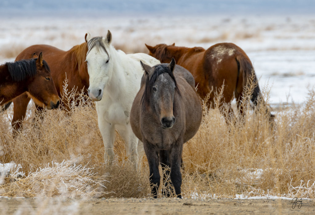 Onaqui her of wild horses in the snow