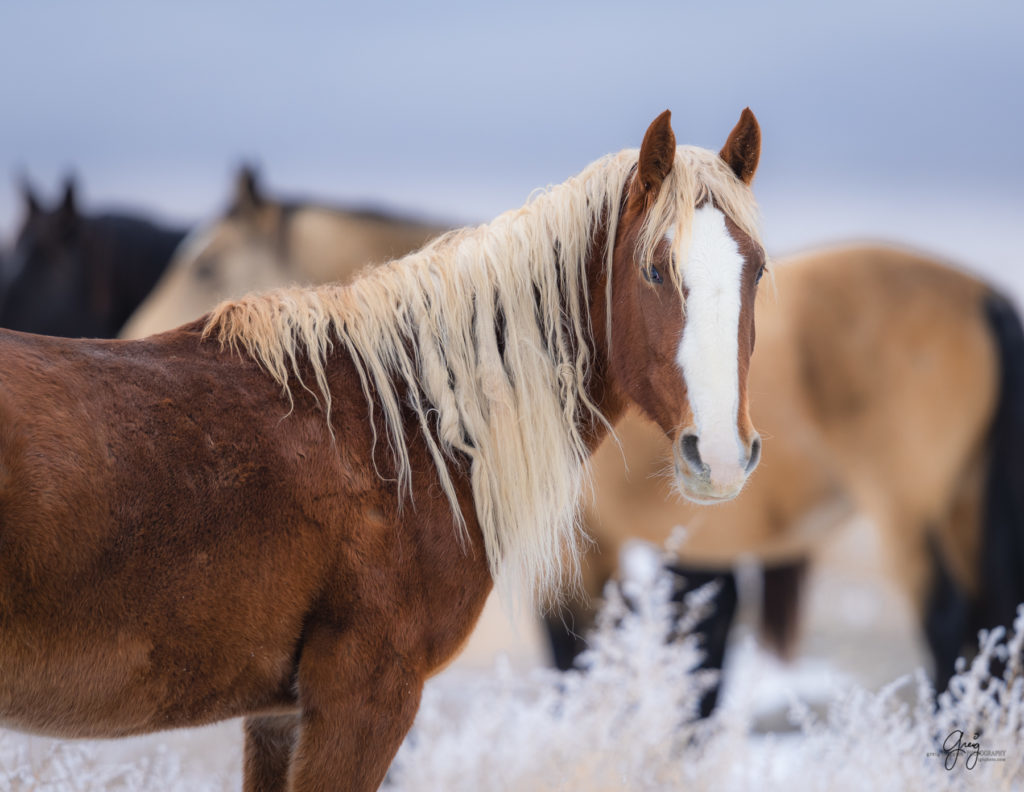 beautiful red mare with blond mane with Onaqui herd of wild horses in the snow