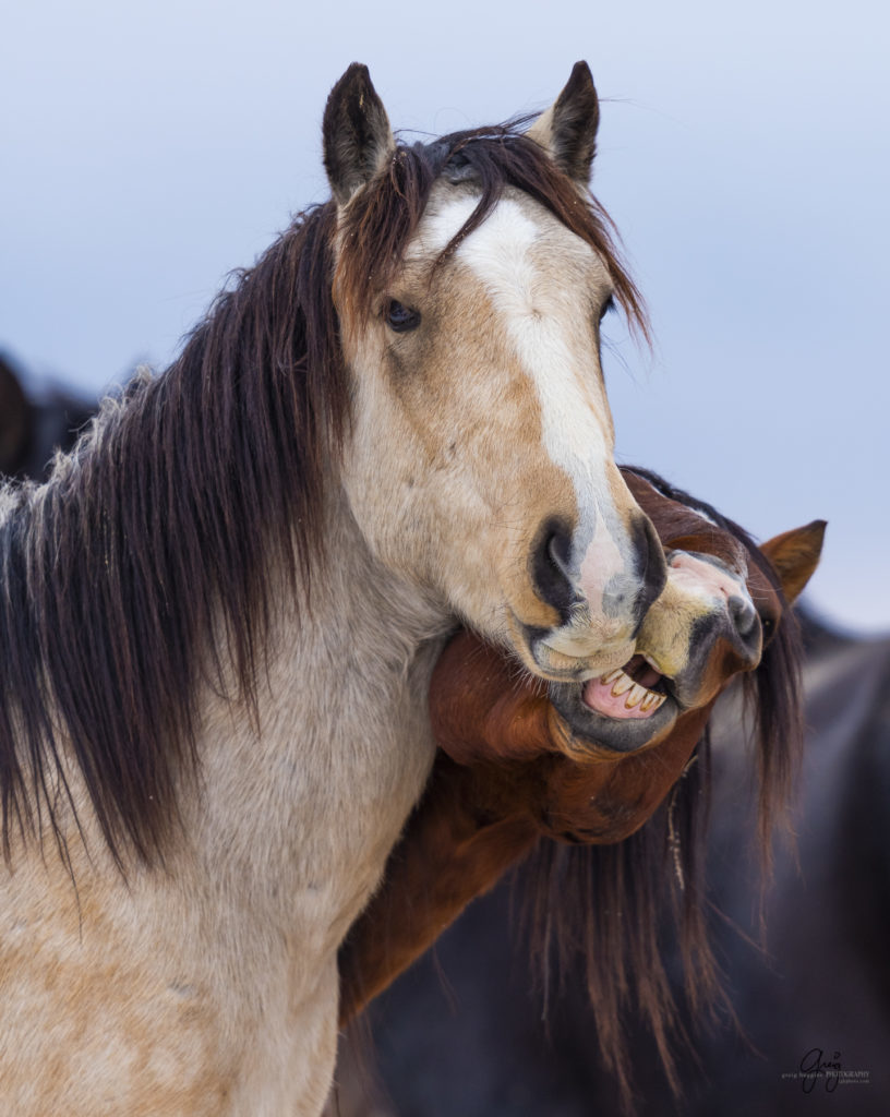 two horses nipping -  Onaqui herd of wild horses in the snow