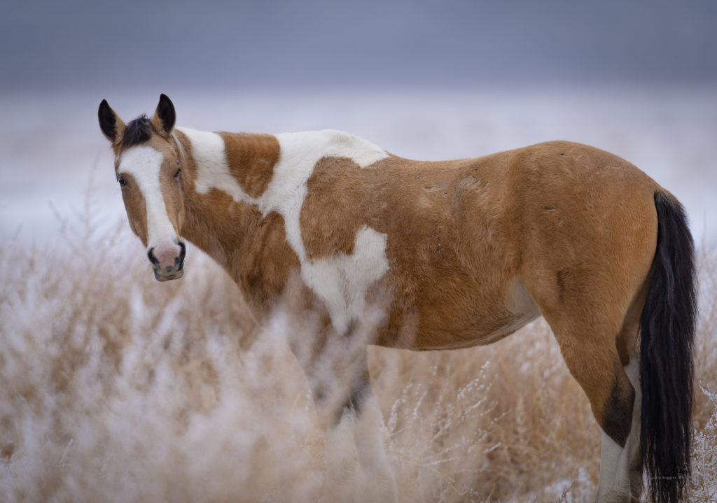 beautiful mare part of the Onaqui herd of wild horses in the snow