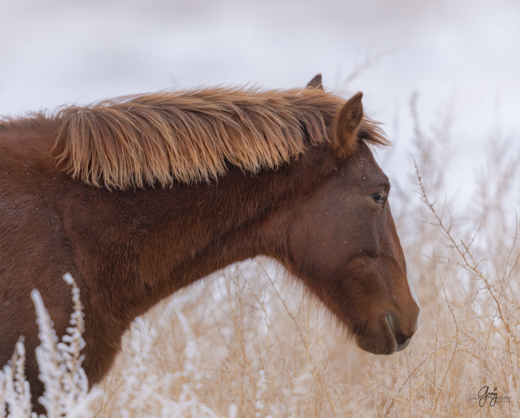 Short red  mane on beautiful colt Onaqui herd of wild horses in the snow