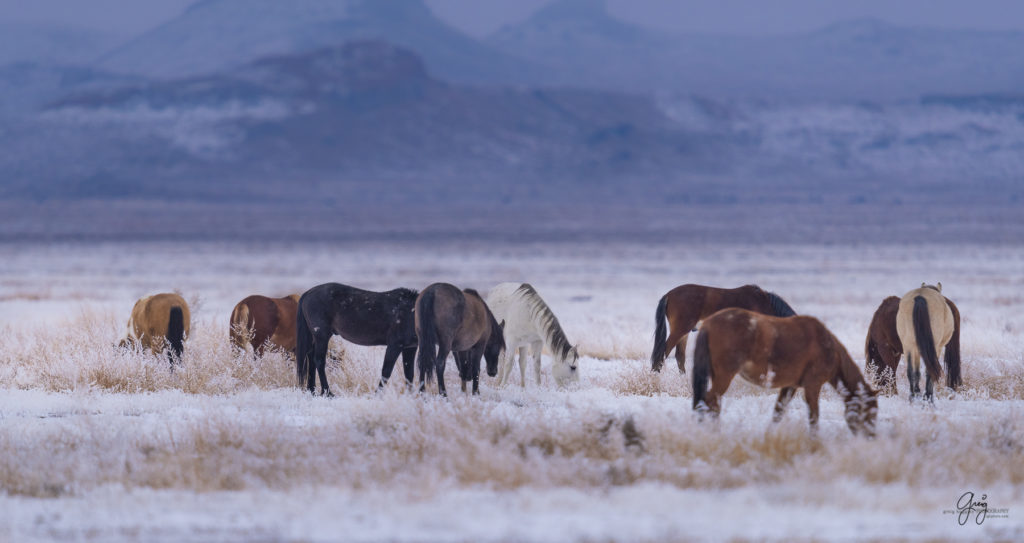 Onaqui herd of wild horses in the snow
