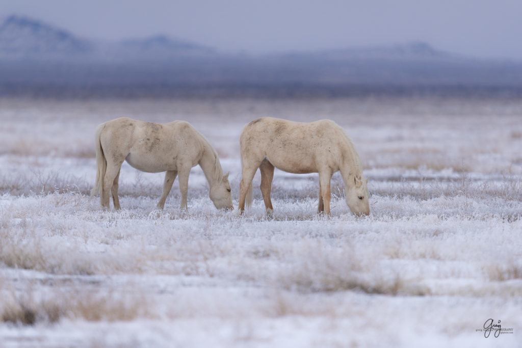Two white colts  Onaqui herd of wild horses in the snow