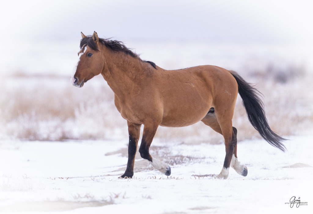 &quot;The Ghost&quot;, a magnificent stallion that is rarely seen.  Trying to seduce some  mares Onaqui herd of wild horses in the snow