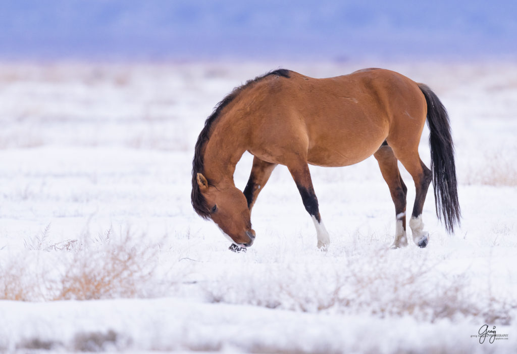 Magnificent stallion that is very infrequently seen trying to seduce Onaqui Wild horse mares to join with him