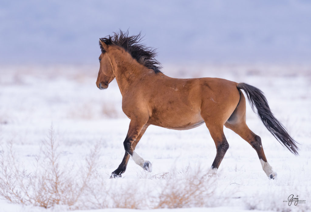 Magnificent stallion that is very infrequently seen trying to seduce Onaqui Wild horse mares to join with him  wild horse photography