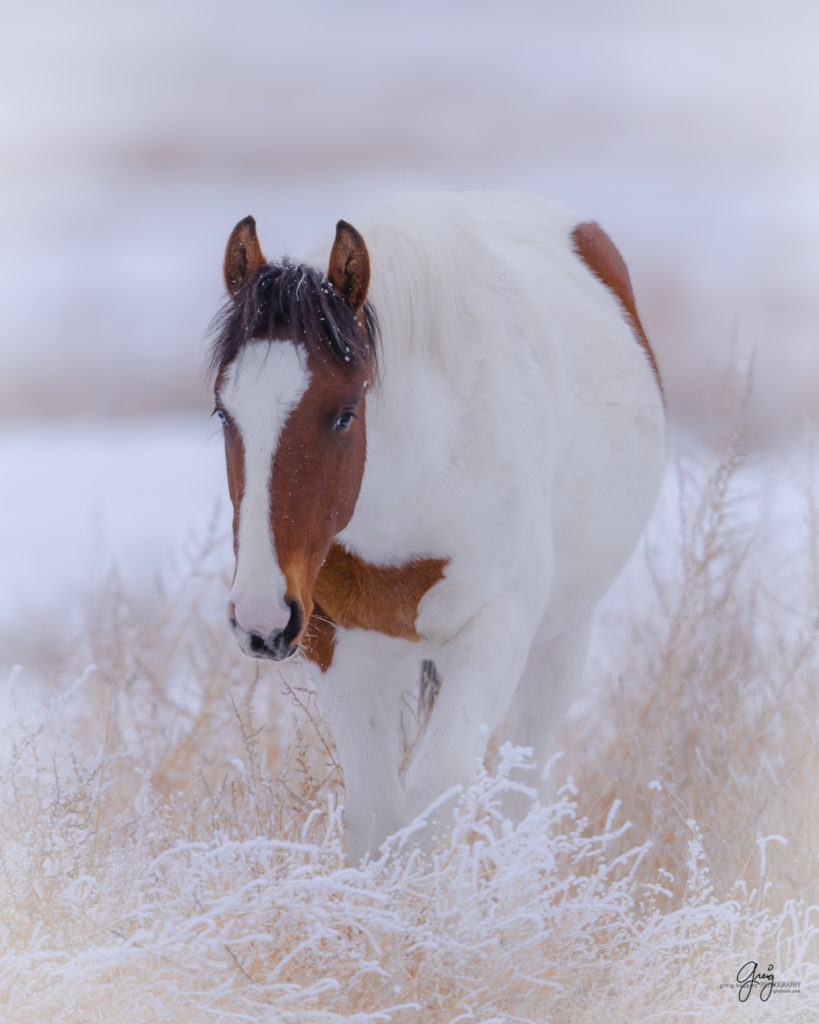 Onaqui colt with one blue and one brown eye.  Photography of wild horses in snow.