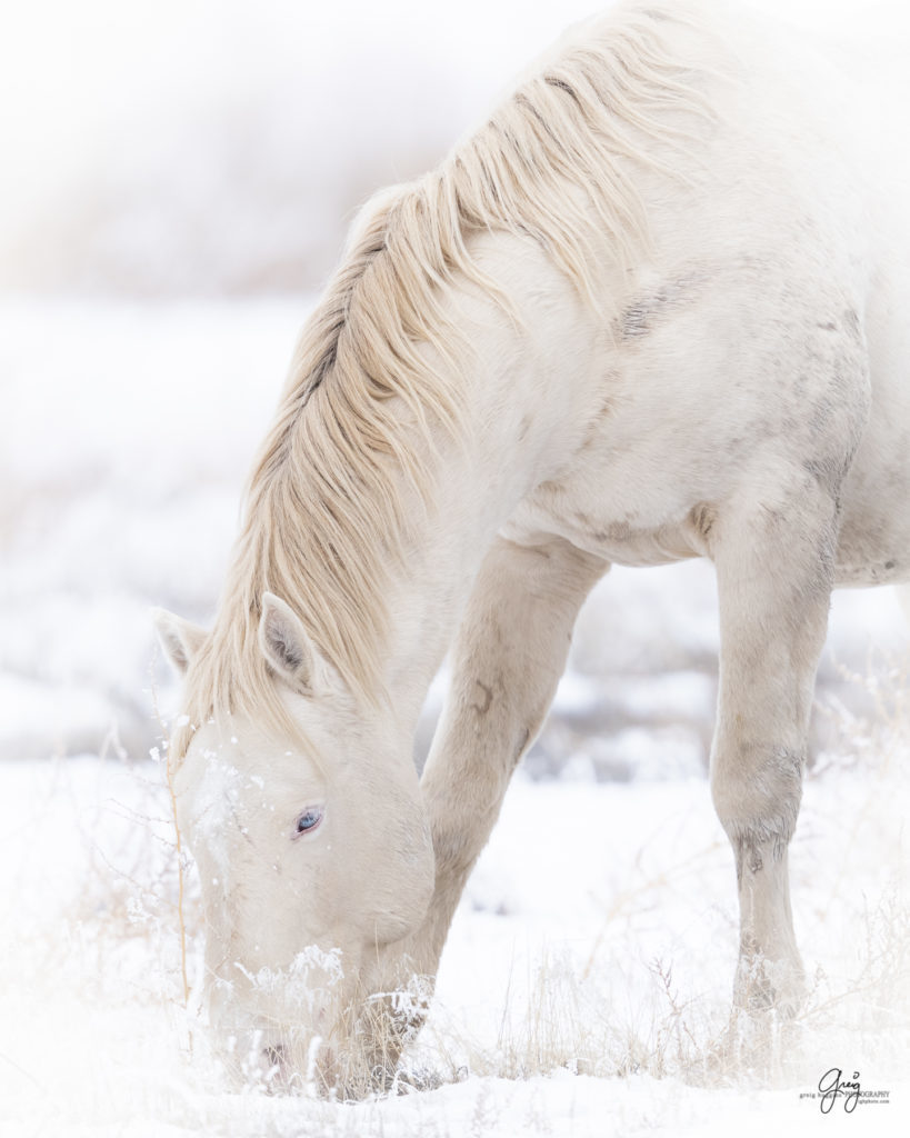 Onaqui palomino stallion with blue eyes.  Father of colt with one blue eye and one brown eye.  Photography of wild horses in snow.