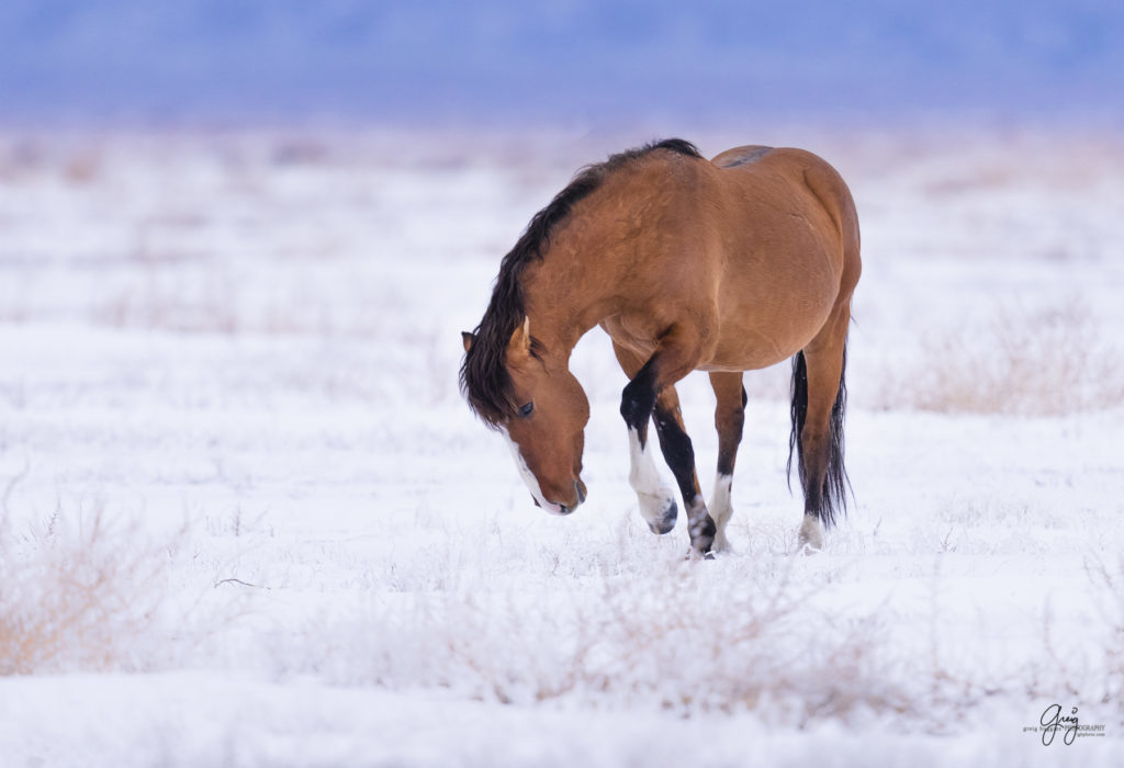 Magnificent stallion with Onaqui herd of wild horses in the snow