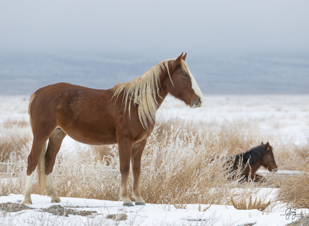 Onaqui red mare mare with blond mane.  Photography of wild horses in snow.