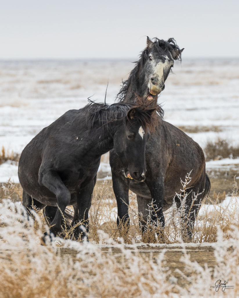 Wild horses fighting in the snow.  Onaqui herd.  Photography of wild horses in snow.