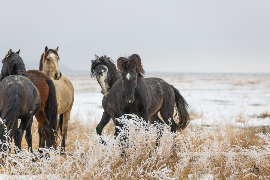 Wild horses fighting in the snow.  Onaqui herd.  Photography of wild horses in snow.