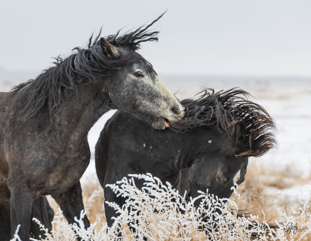 Wild horses fighting in the snow.  Onaqui herd.  Photography of wild horses in snow.