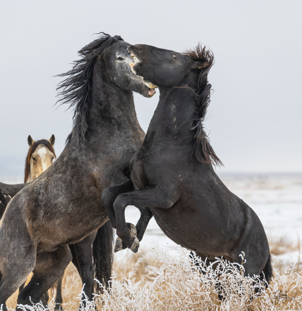 Wild horses fighting in the snow.  Onaqui herd.  Photography of wild horses in snow.