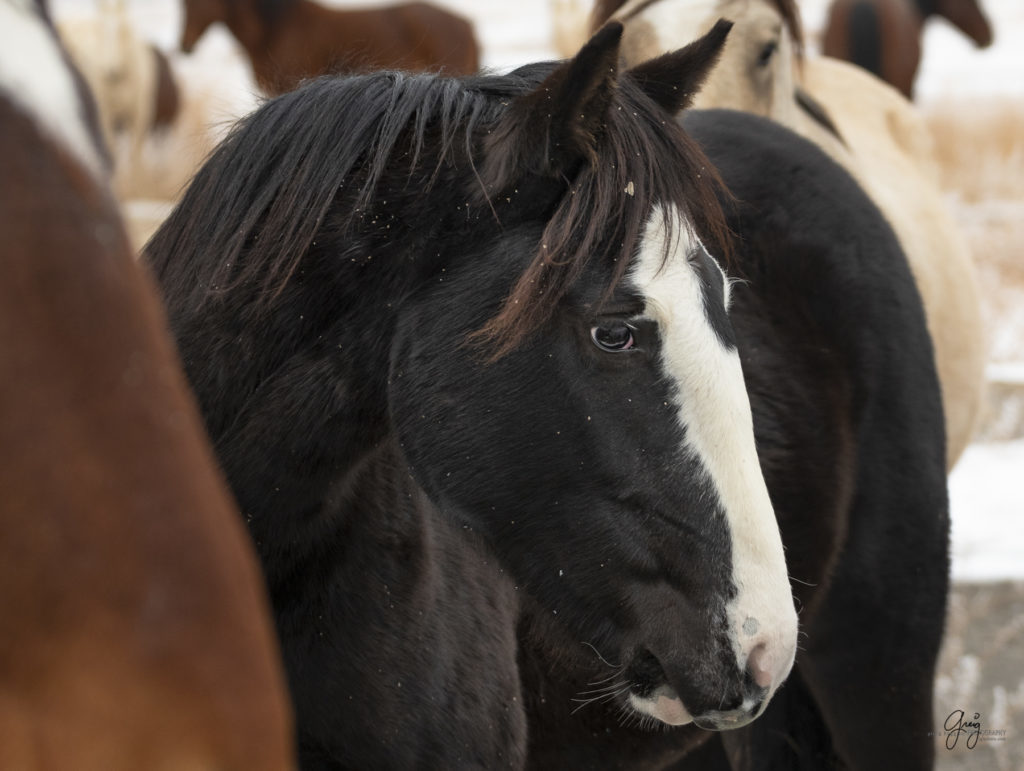 Wild horse closeup in the snow.  Onaqui herd.  Photography of wild horses in snow.