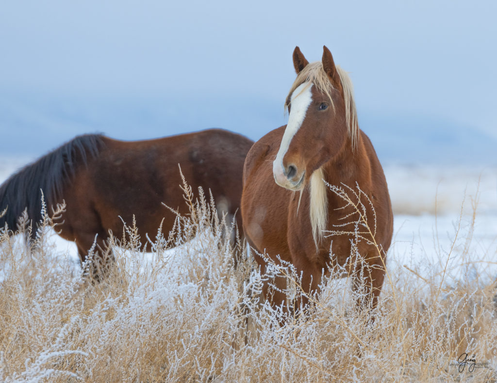 Wild horses in the snow.  Red mare with blond mane.  Onaqui herd.  Photography of wild horses in snow.