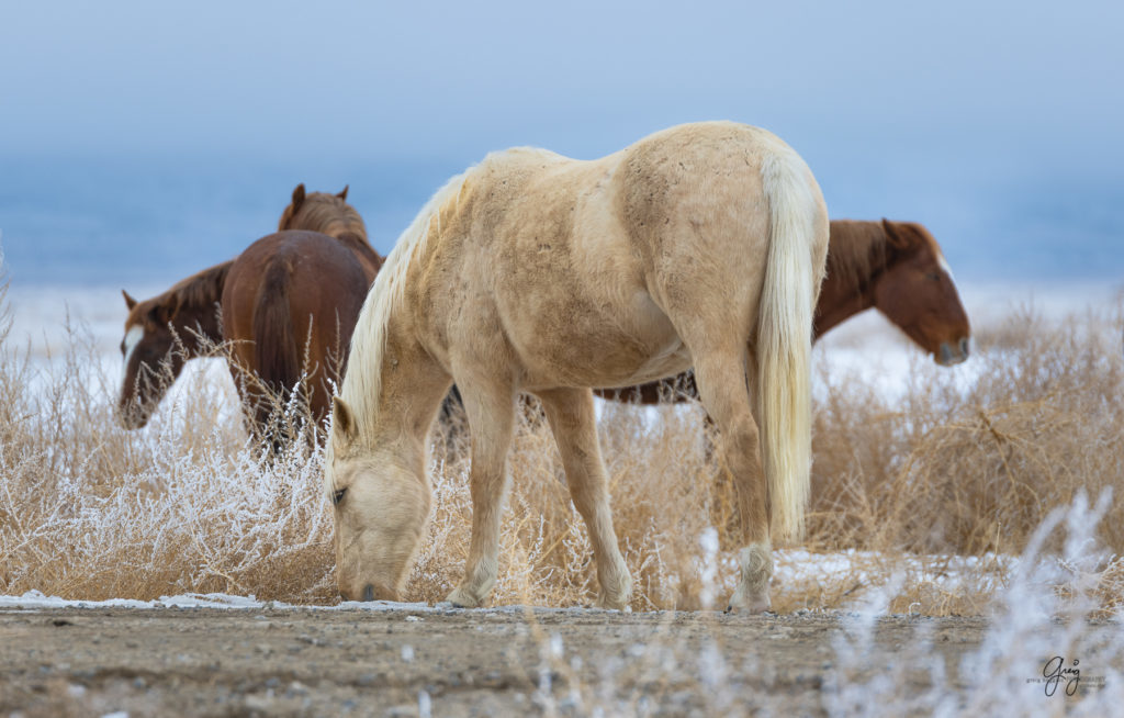 Wild horses in the snow.  Palomino colt.  Onaqui herd.  Photography of wild horses in snow.