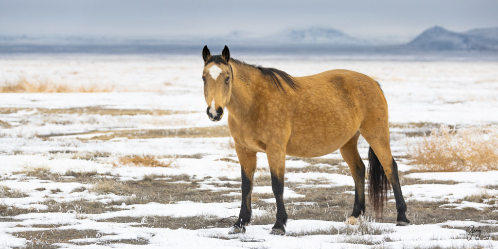 Wild horses in the snow.  Onaqui herd.  Photography of wild horses in snow.