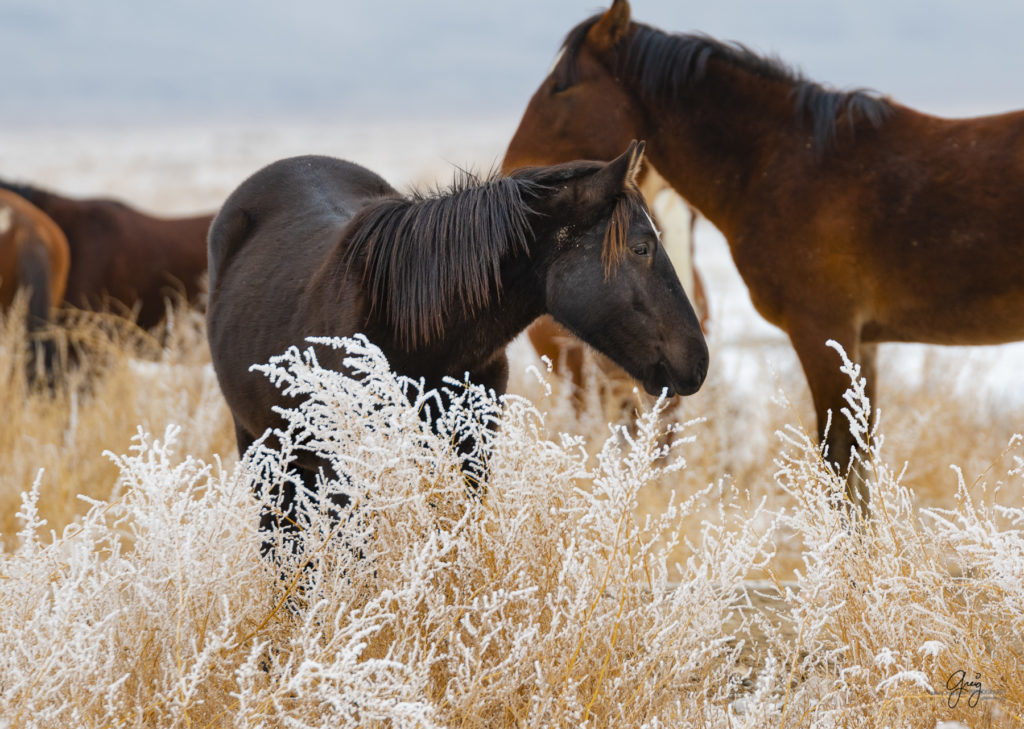 Wild horses in the snow.  hoar frost and wild horses. Onaqui herd.  Photography of wild horses in snow.