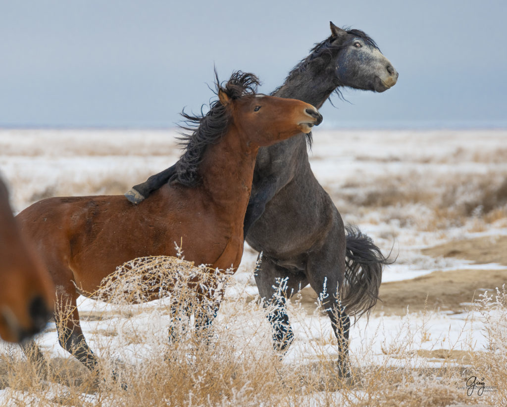 Wild horses fighting in the snow with hoar frost.  Onaqui herd.  Photography of wild horses in snow.