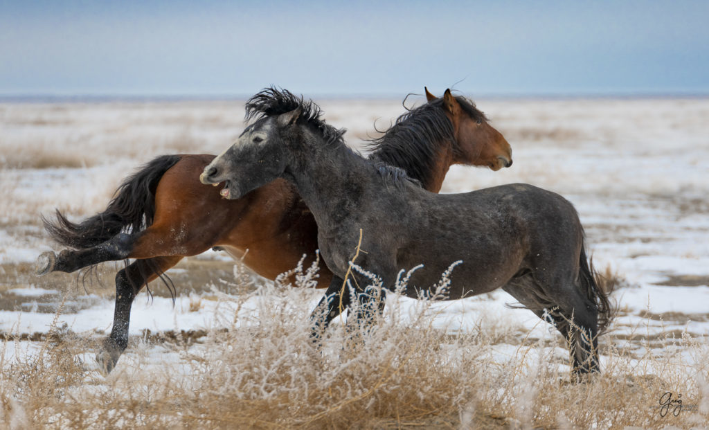 Wild horses fighting in the snow.  Onaqui herd.  Photography of wild horses in snow.