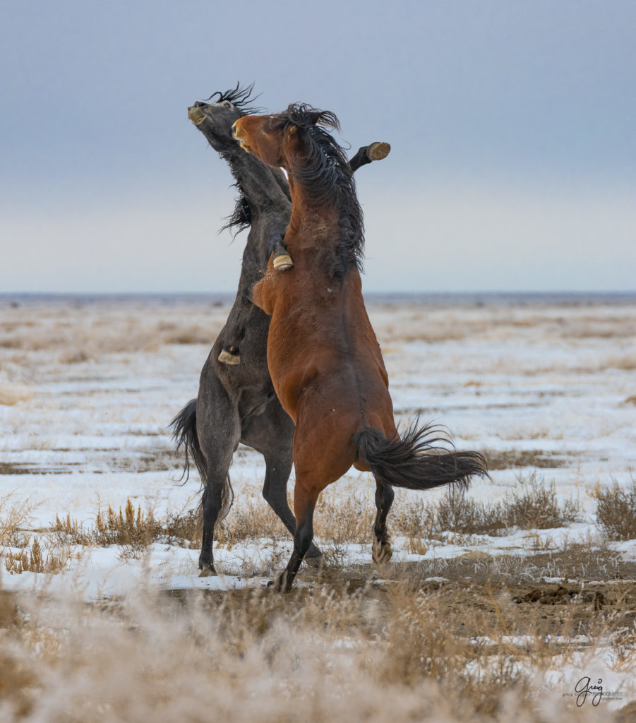 Wild horses fighting in the snow.  Onaqui herd.  Photography of wild horses in snow.