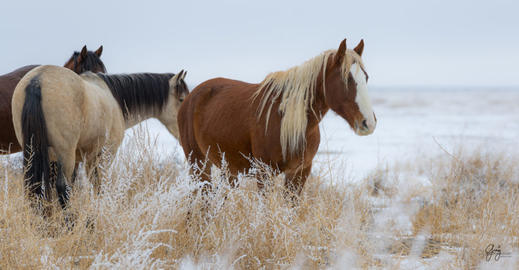 Wild horses in the snow.  red mare with blond mane.  Onaqui herd.  Photography of wild horses in snow.