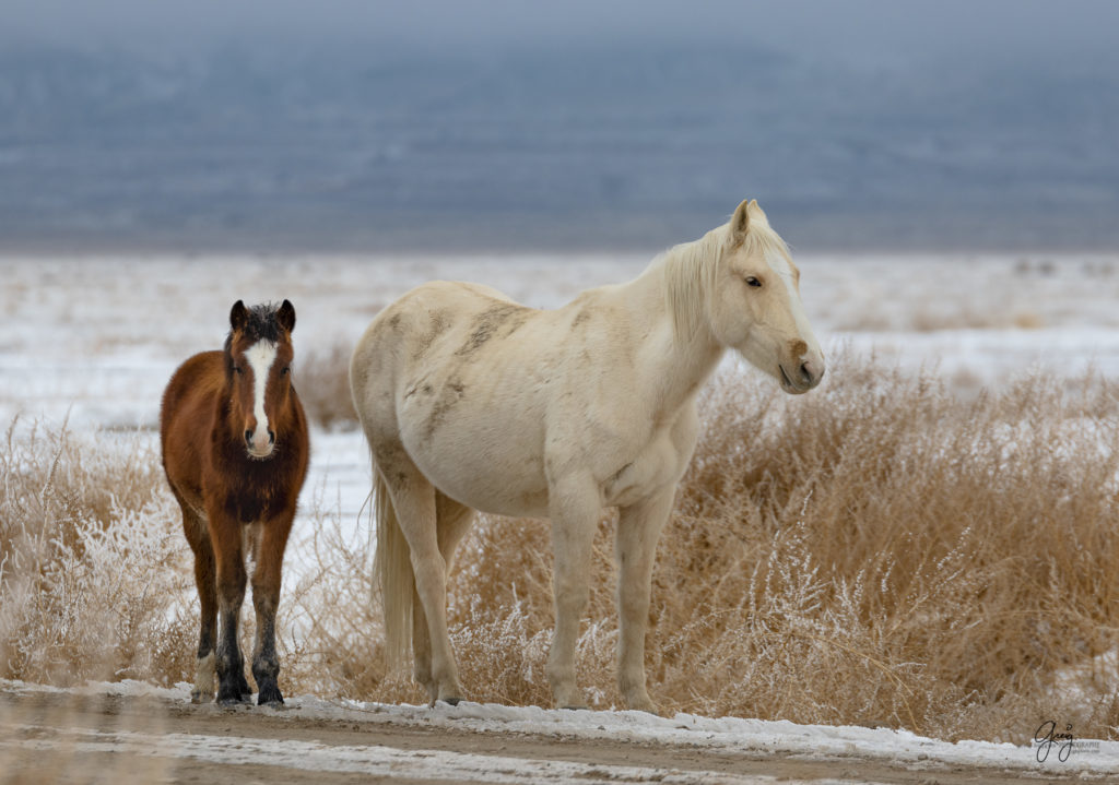 Wild horse colts in the snow.  Onaqui herd.  Photography of wild horses in snow.