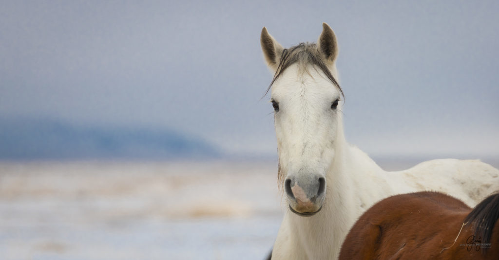 Wild horses in the snow.  Onaqui herd white mare portrait .  Photography of wild horses in snow.