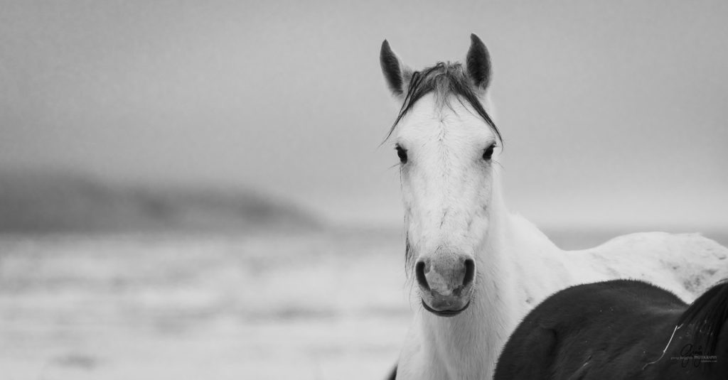 black and white photography Wild horses fighting in the snow.  Onaqui herd.  Photography of wild horses in snow.