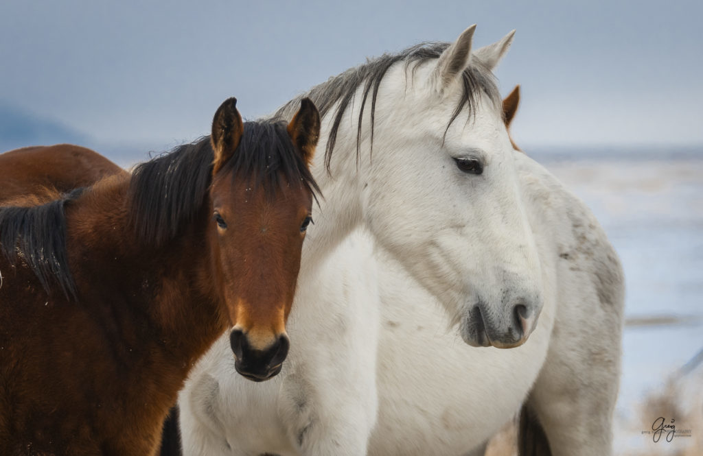white wild horse mare. Wild horses fighting in the snow.  Onaqui herd.  Photography of wild horses in snow.